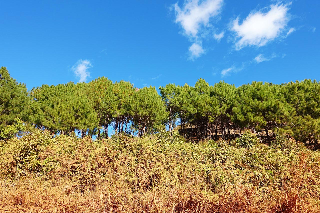 Pines