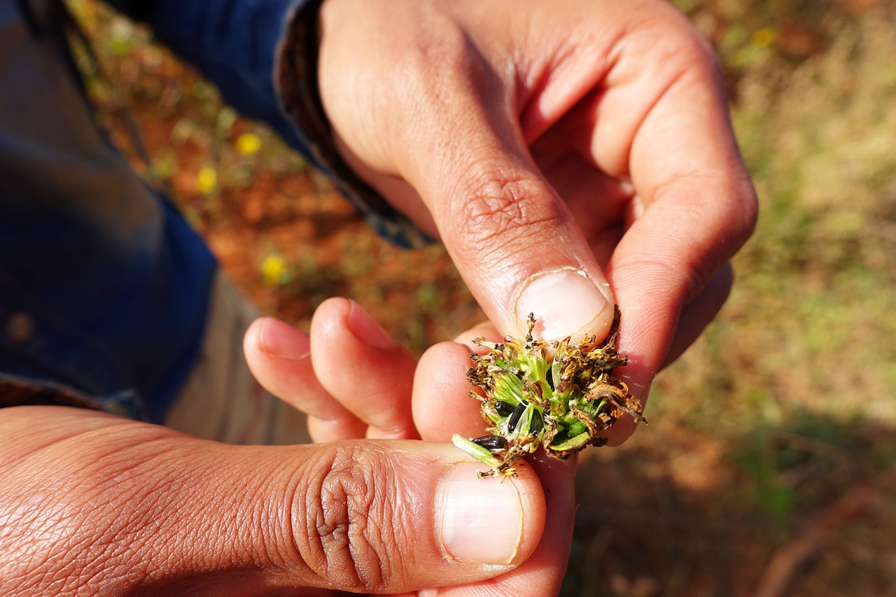 Extracting Nyjer seeds from withered African yellow daisy