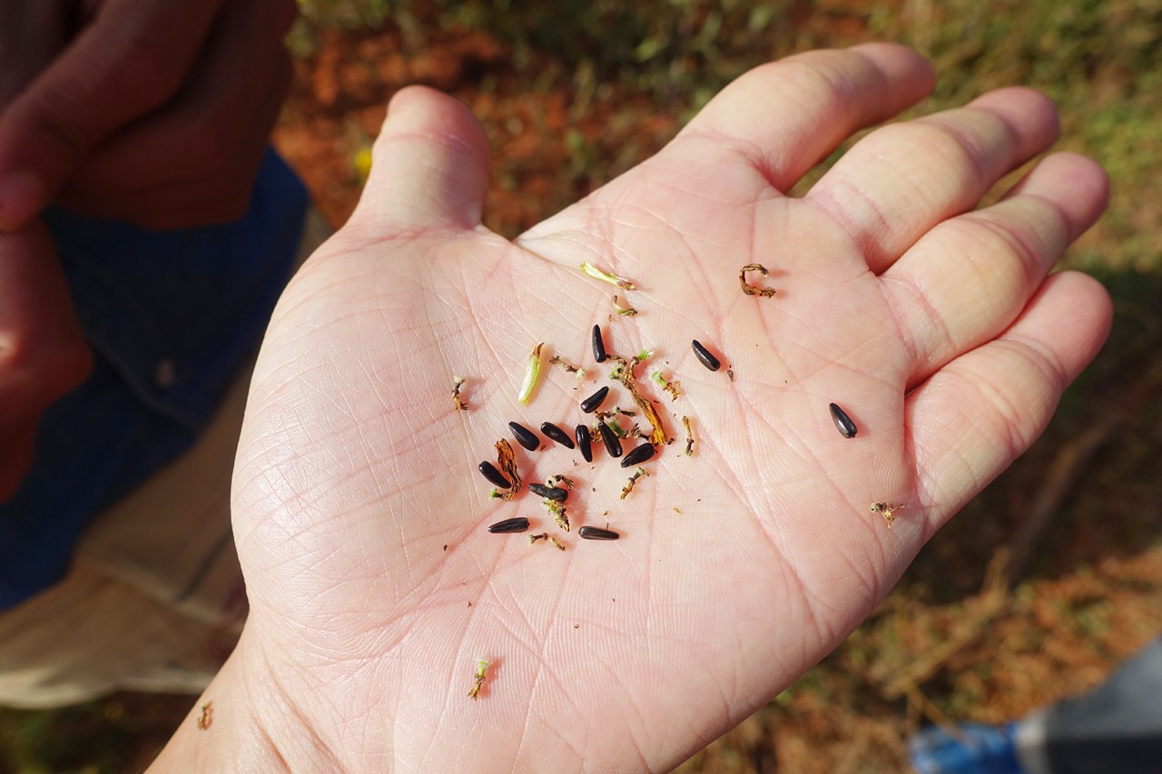 Nyjer seeds extracted from the African yellow daisy, to produce cooking oil