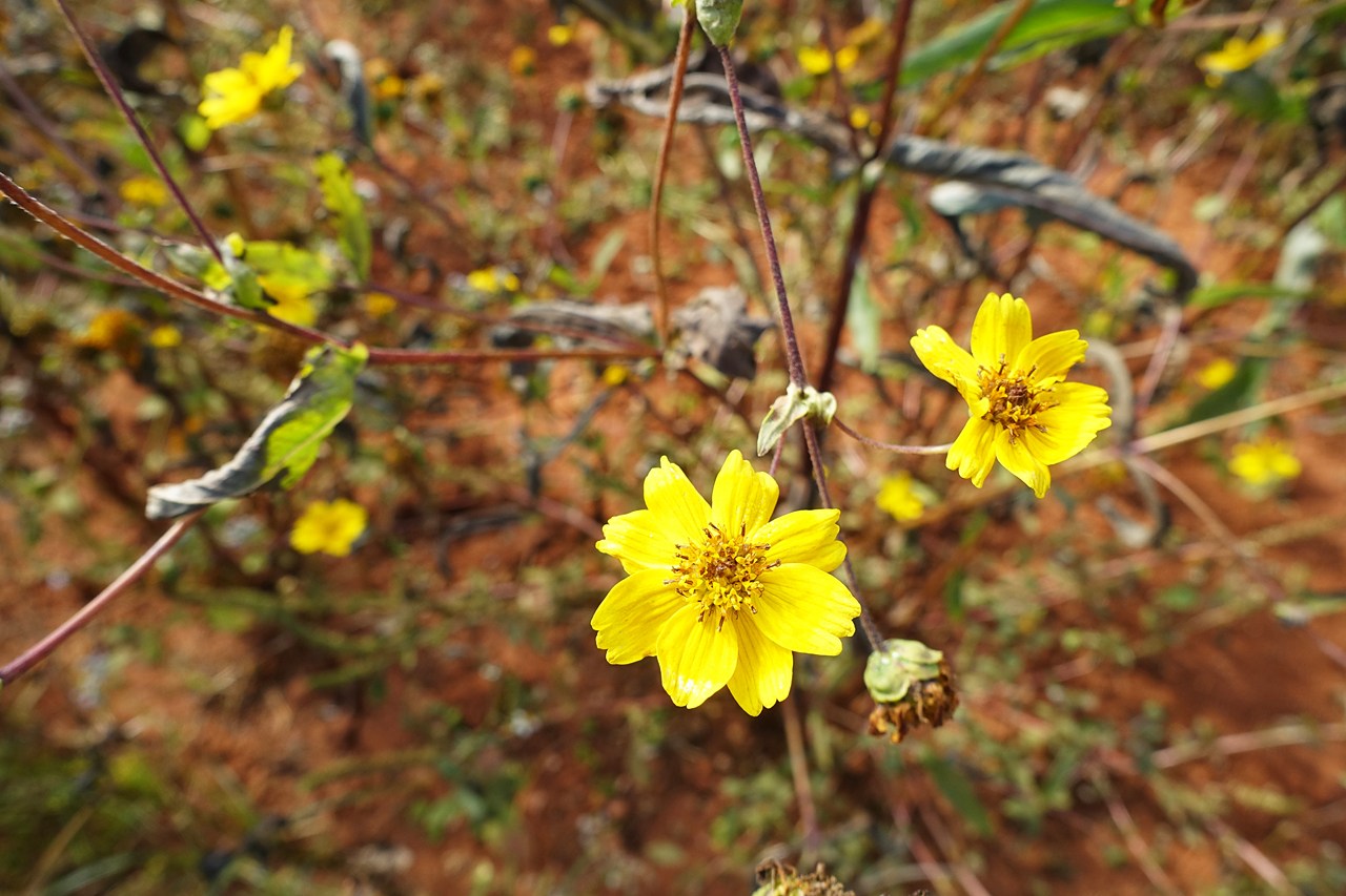African yellow daisy, its seeds to produce cooking oil