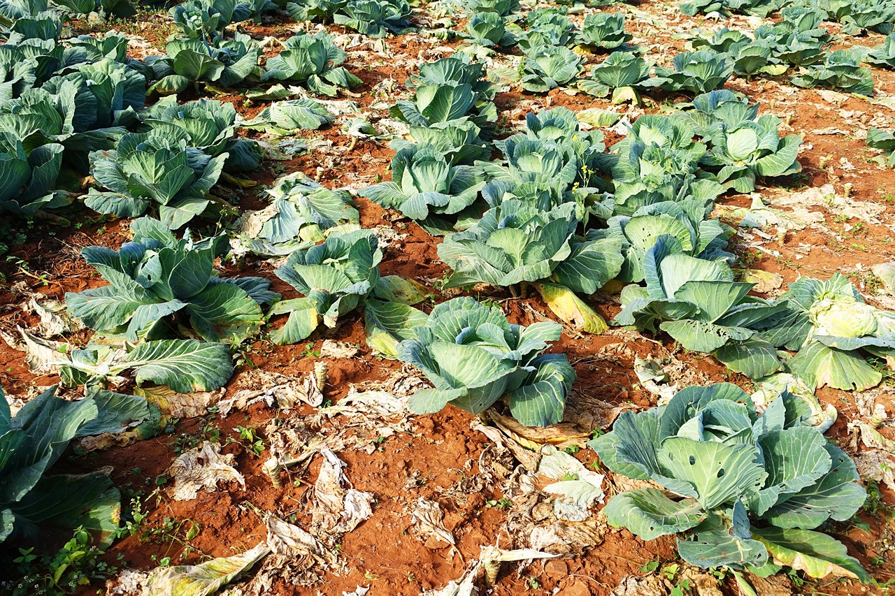Cabbage