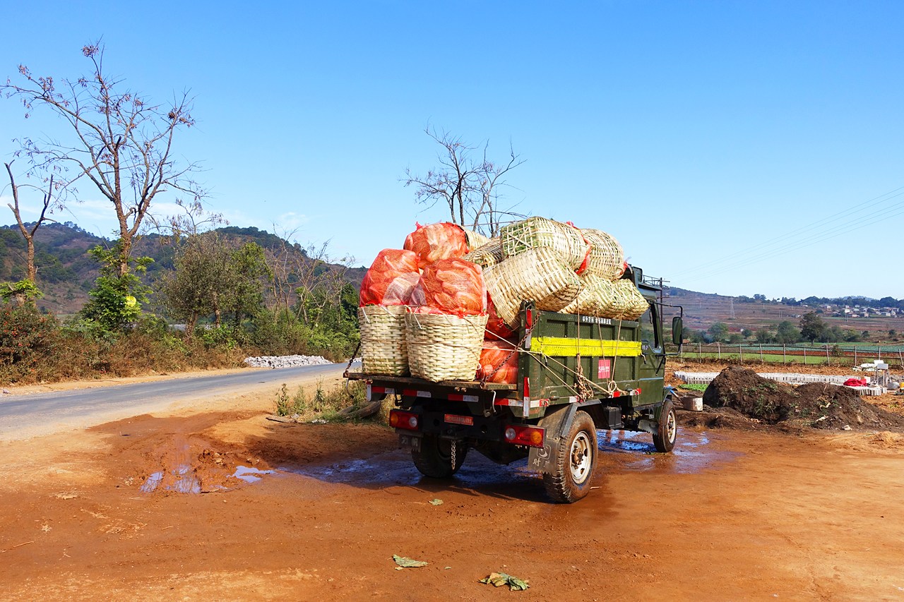 Harvested cabbage ready to ship out