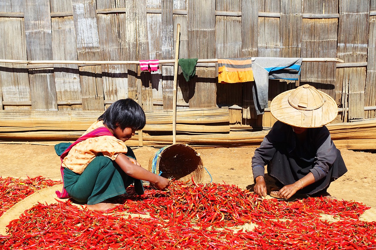 Sorting dried chilis