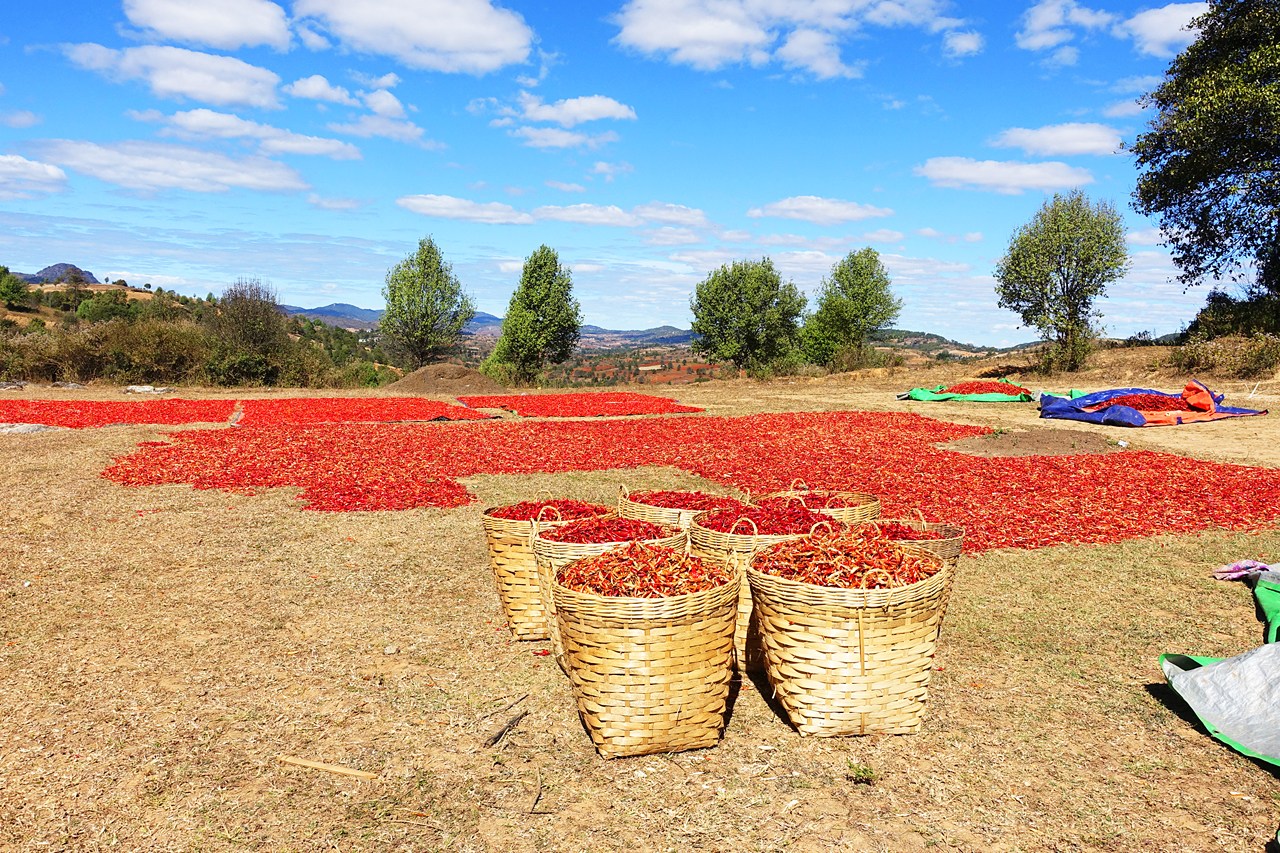 Dried chilis, ready to ship
