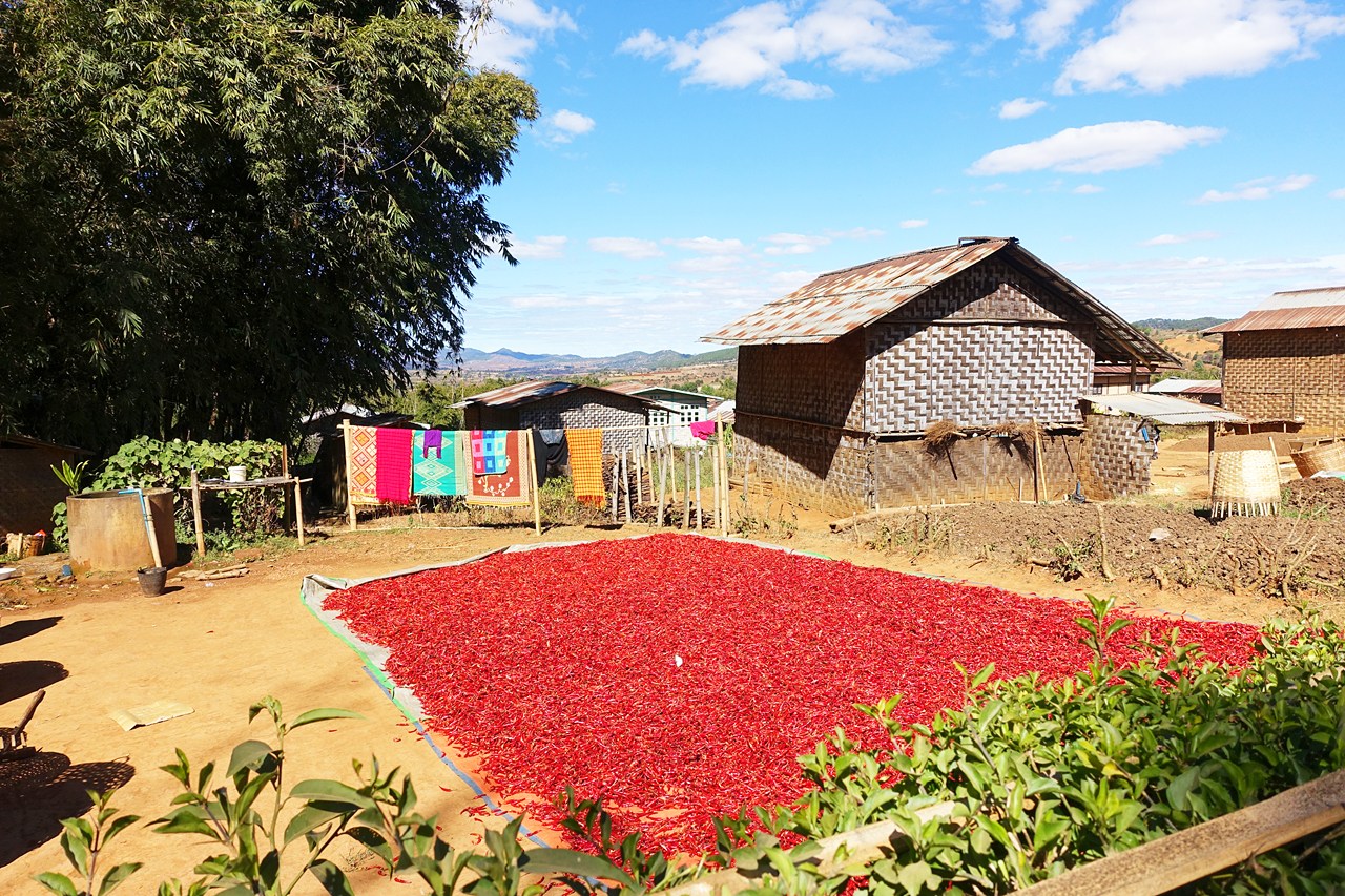 Chilis left to dry in the sun