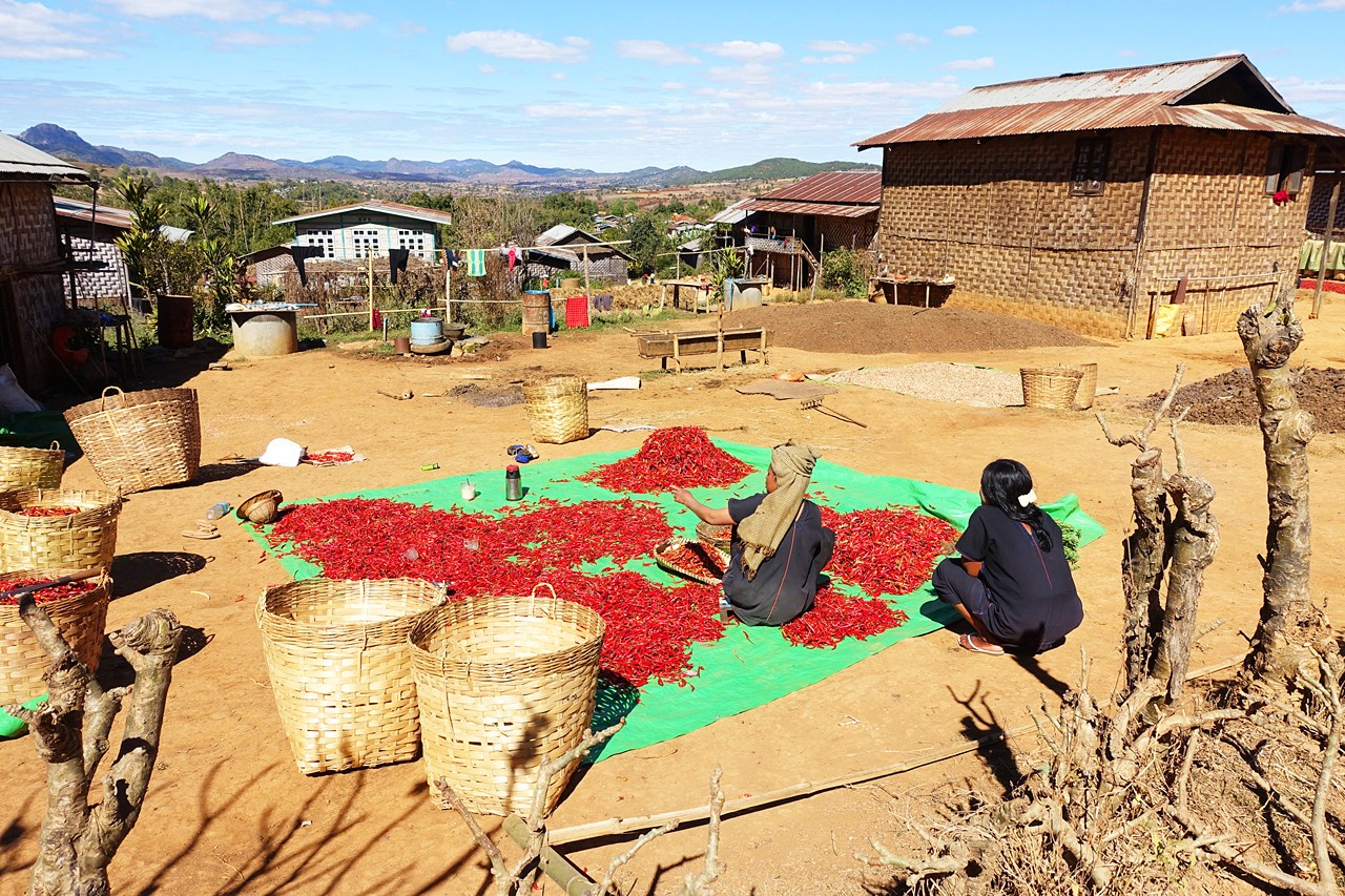 Sorting dried chilis