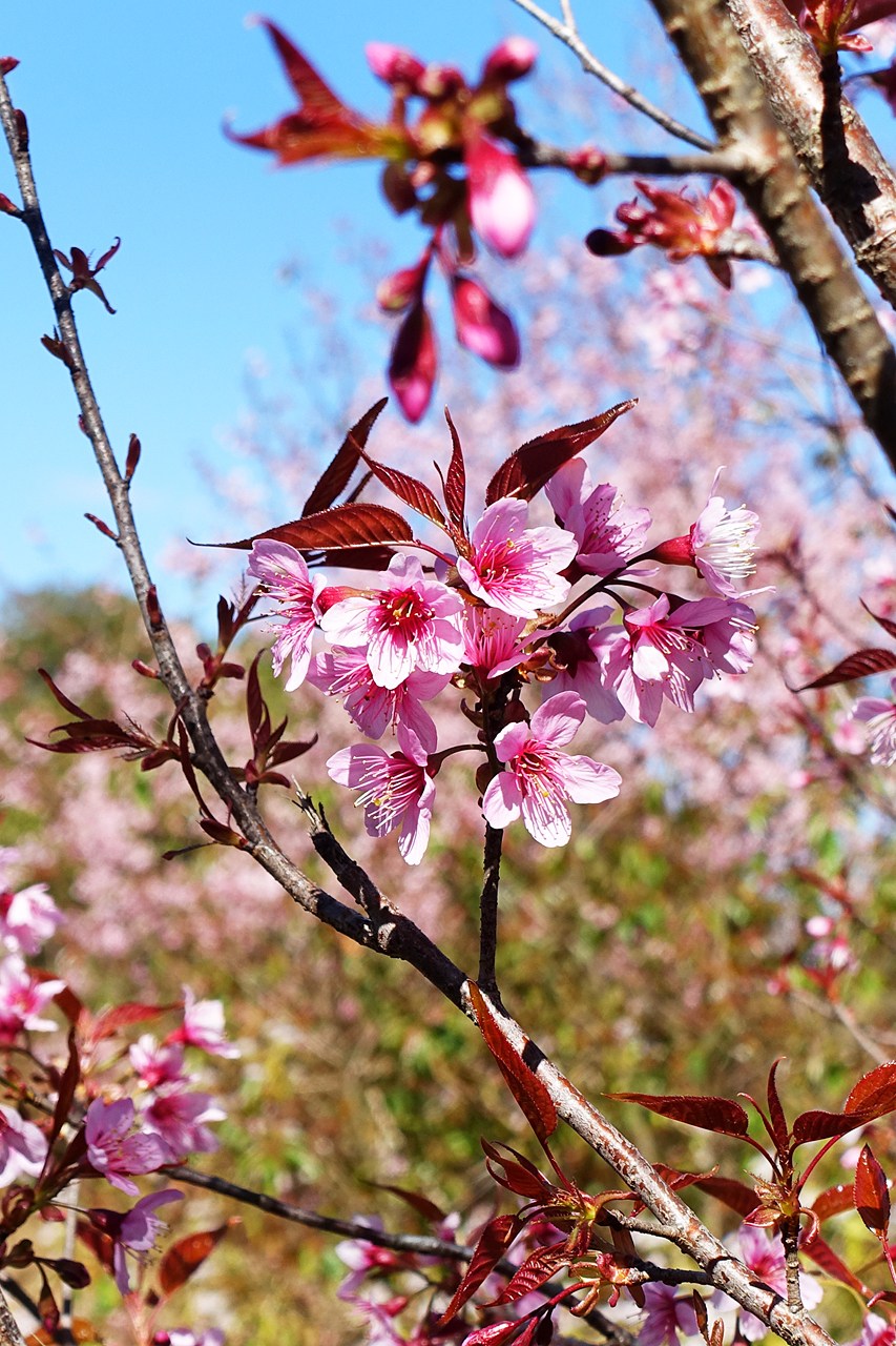 Cherry blossom