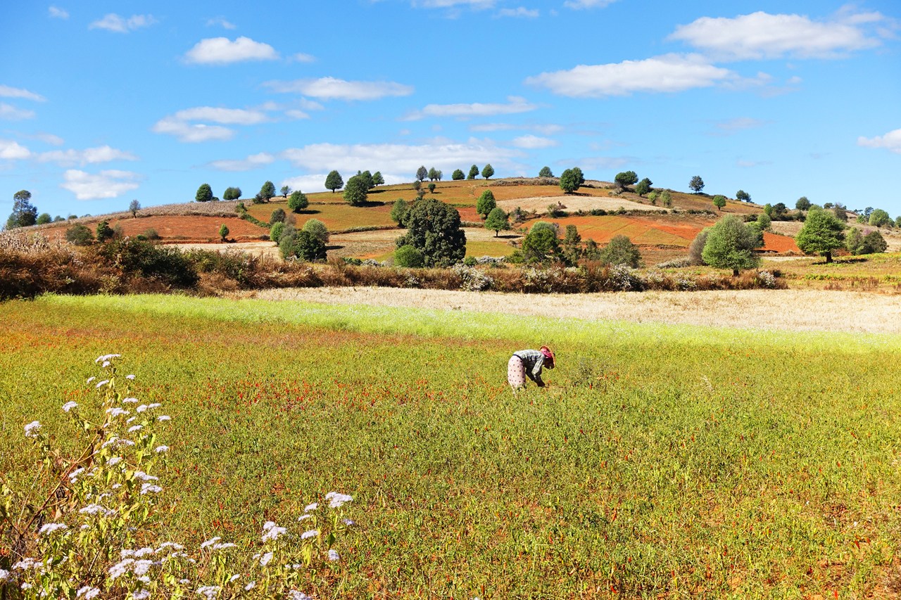 Chili field