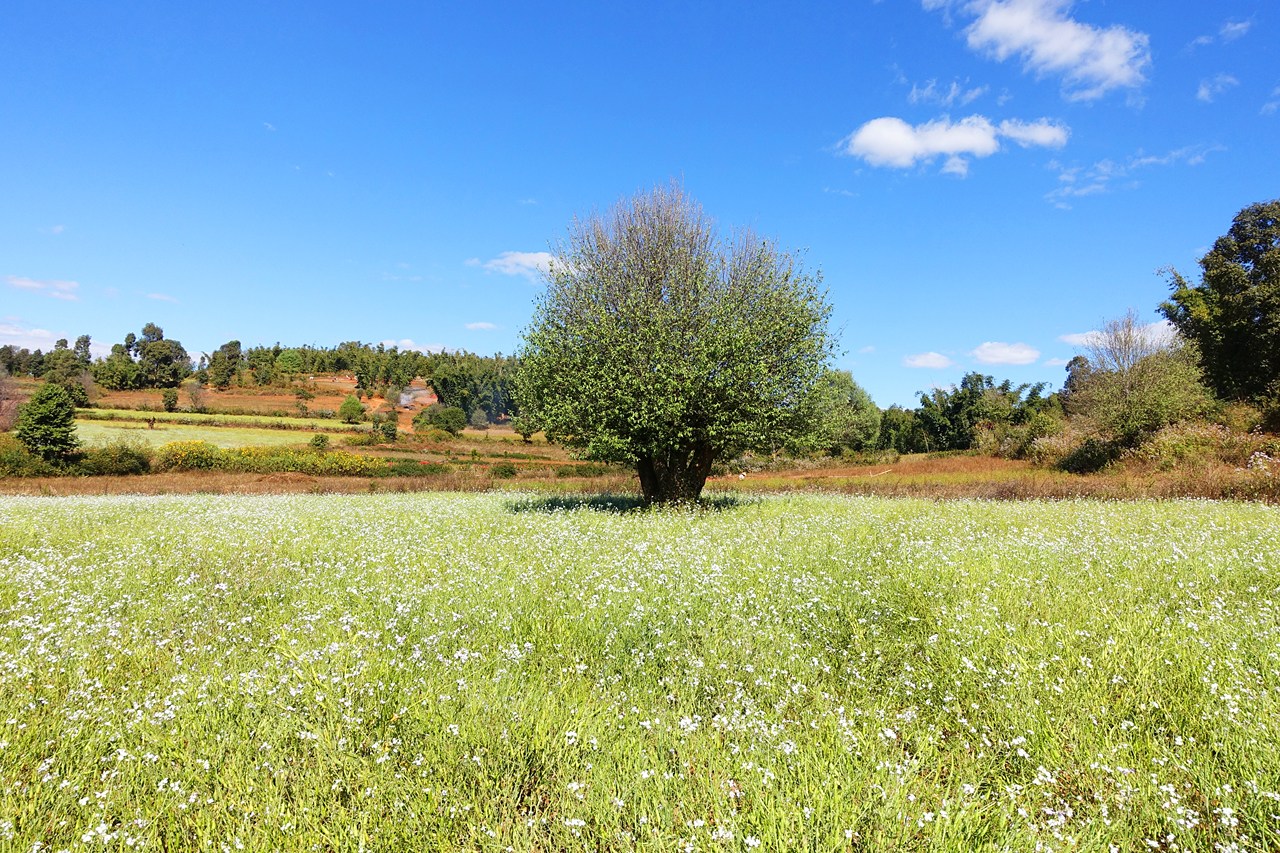 Canola