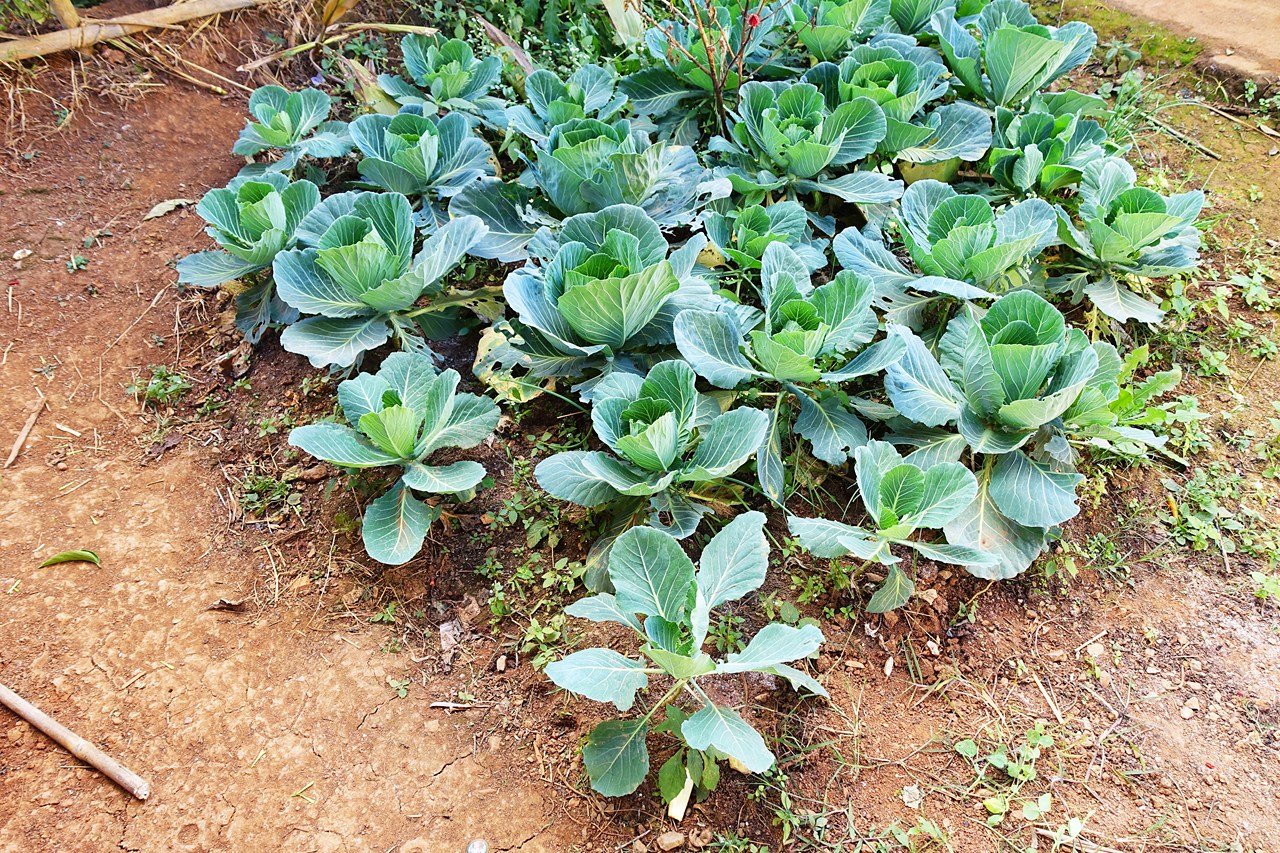 Kailan
