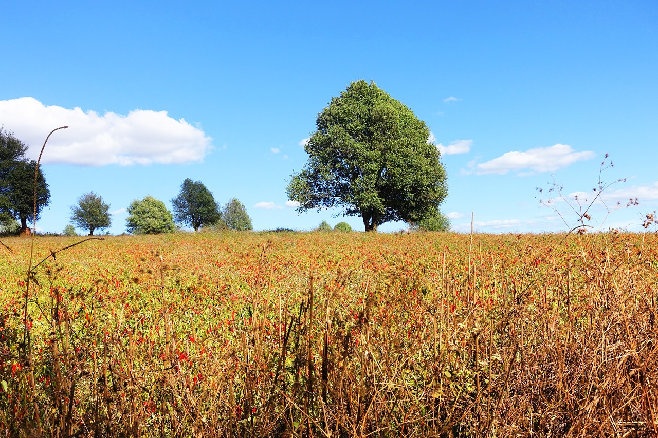 Chili field