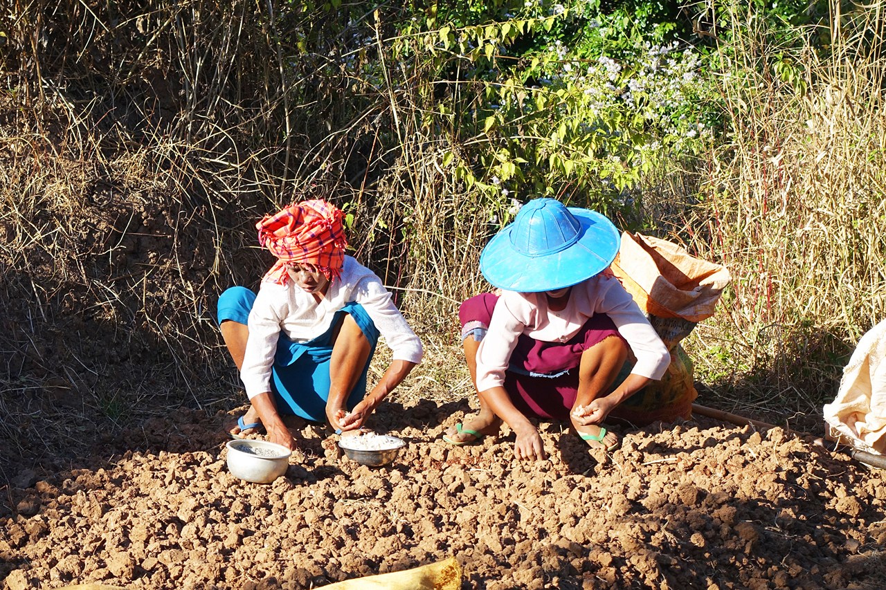 Sowing garlic bulbs