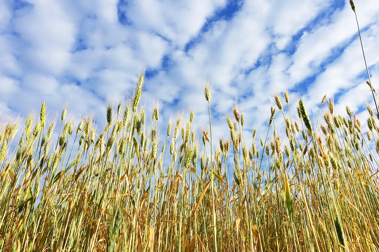 Wheats