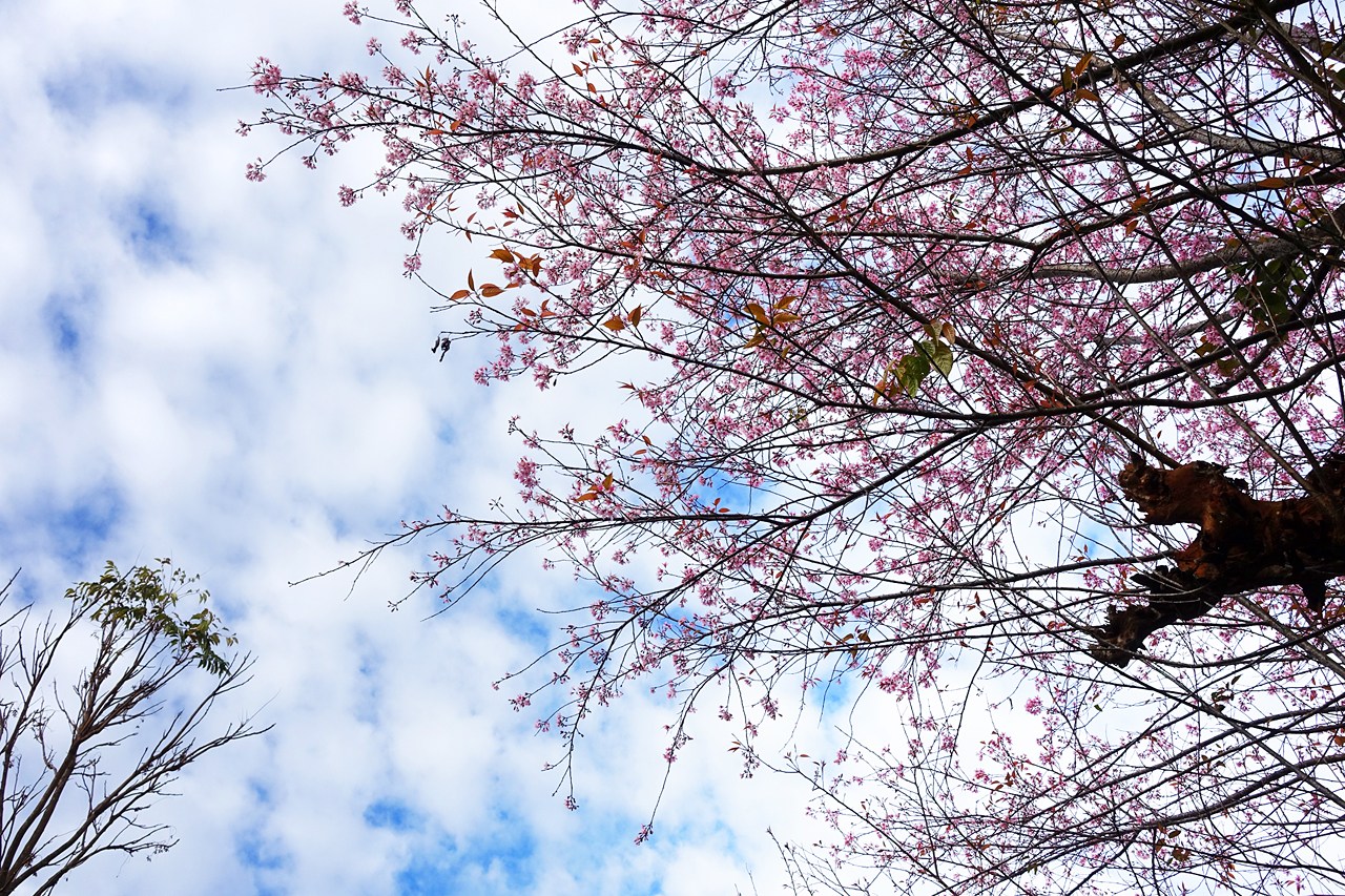 Cherry blossom