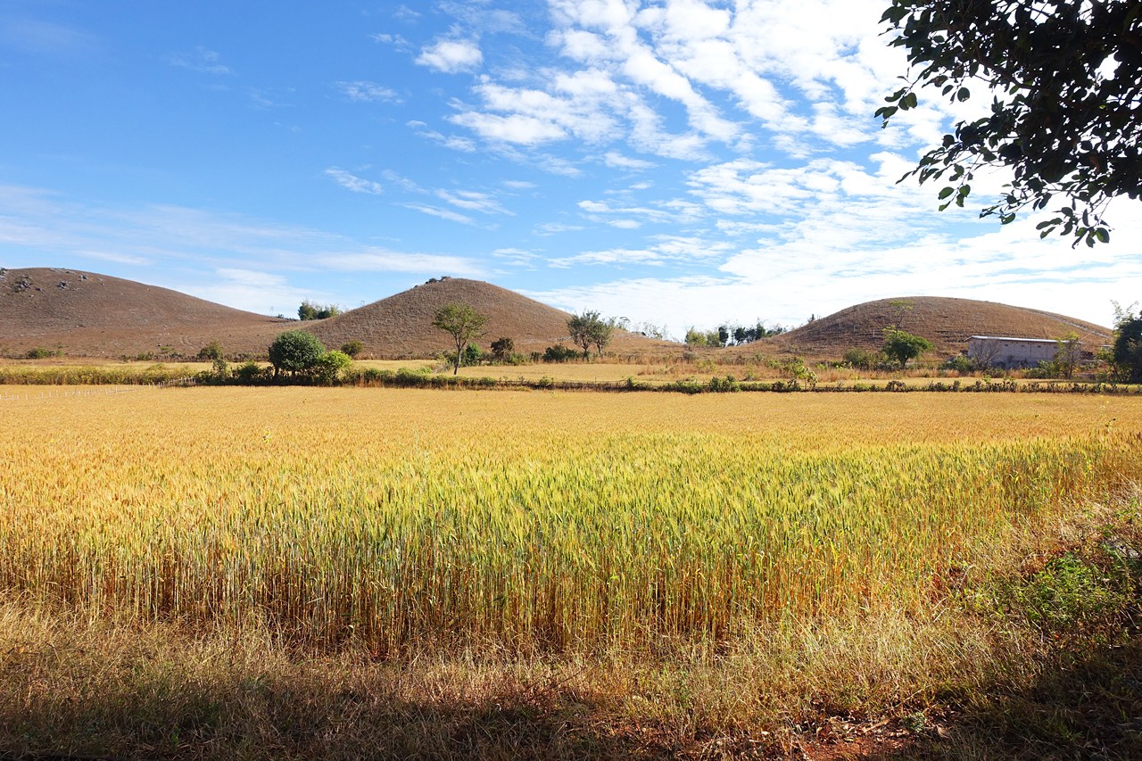 Wheats, ready to harvest