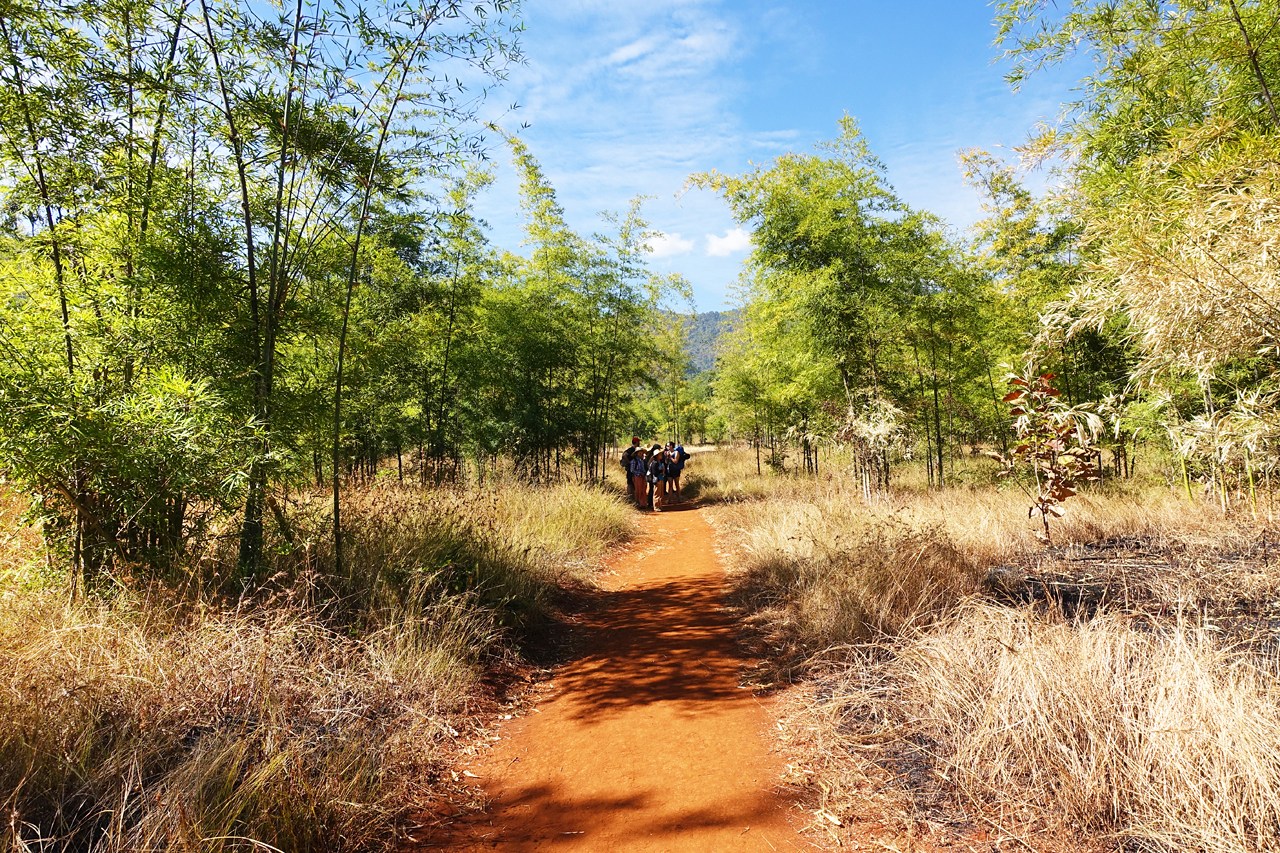 Crossing bamboo forest before reaching Inle jetty