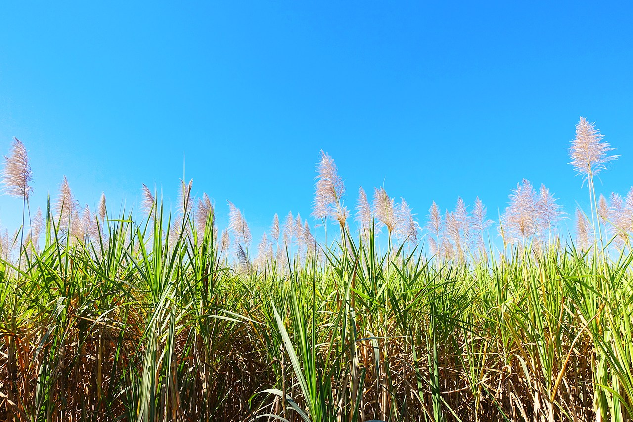 Sugarcane flowers