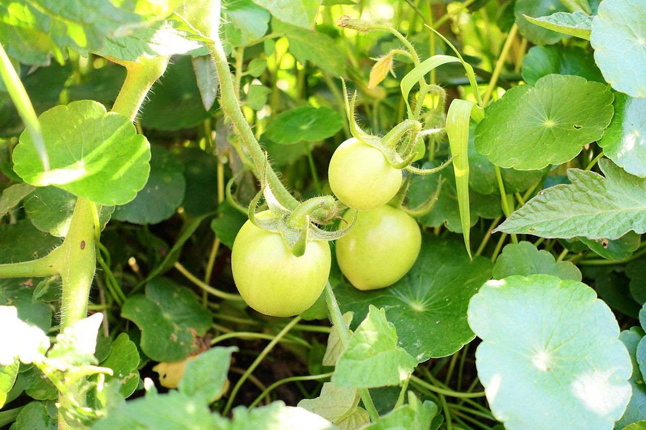 Green tomatoes (floating garden)