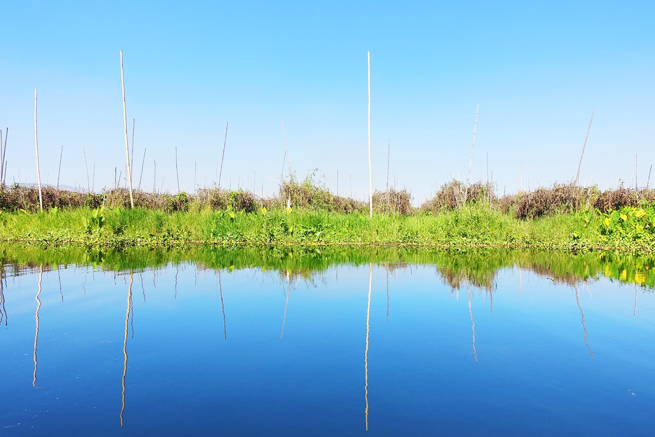 Floating tomato gardens anchored by bamboo poles, Maing Thauk floating village