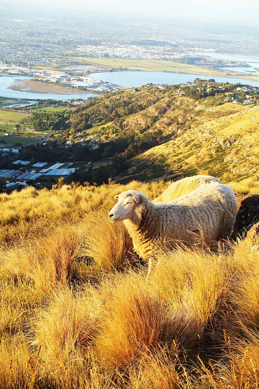 Port Hills
