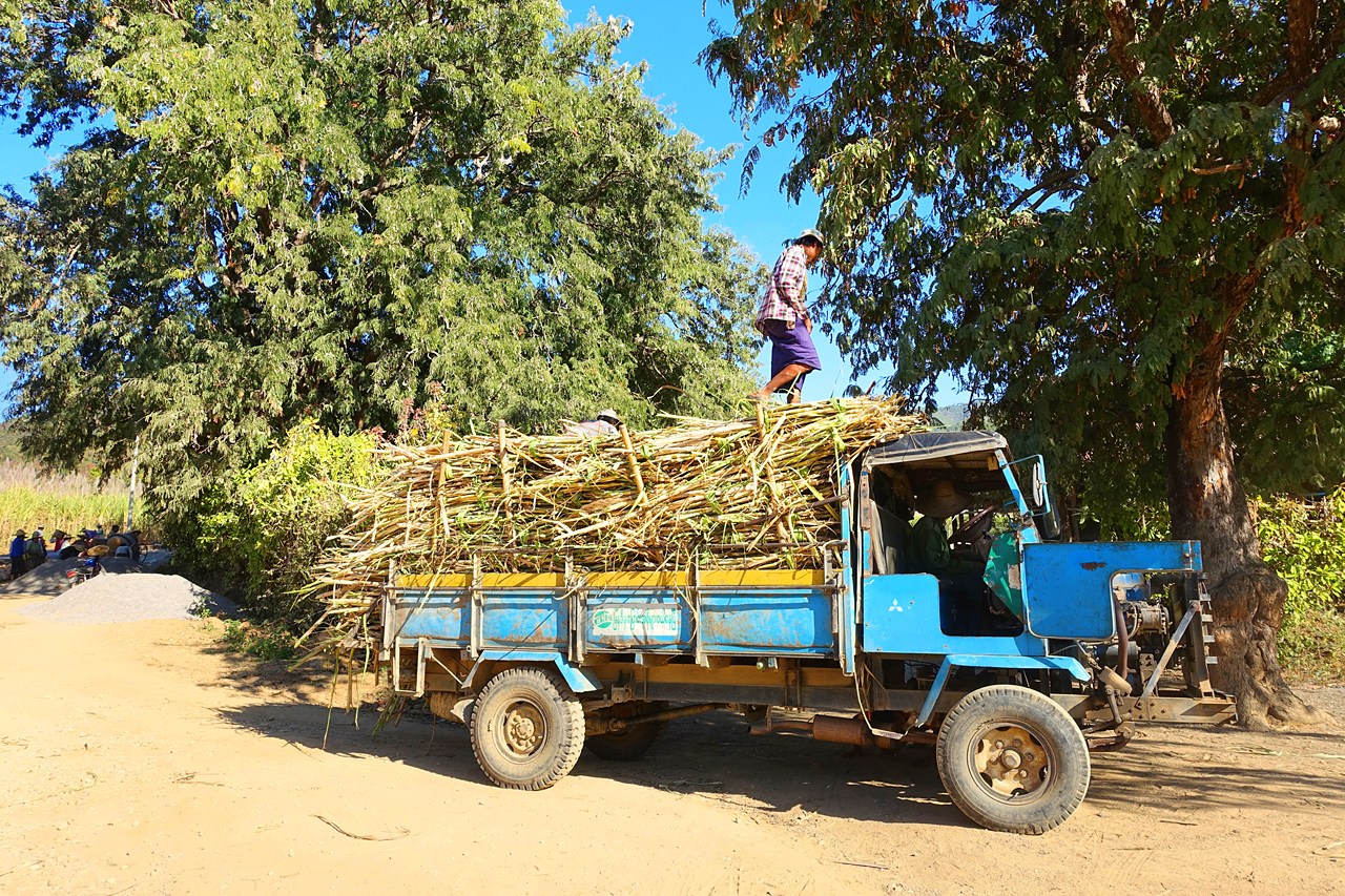 Sugarcanes