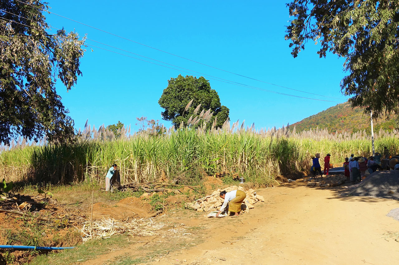 Harvesting sugarcanes