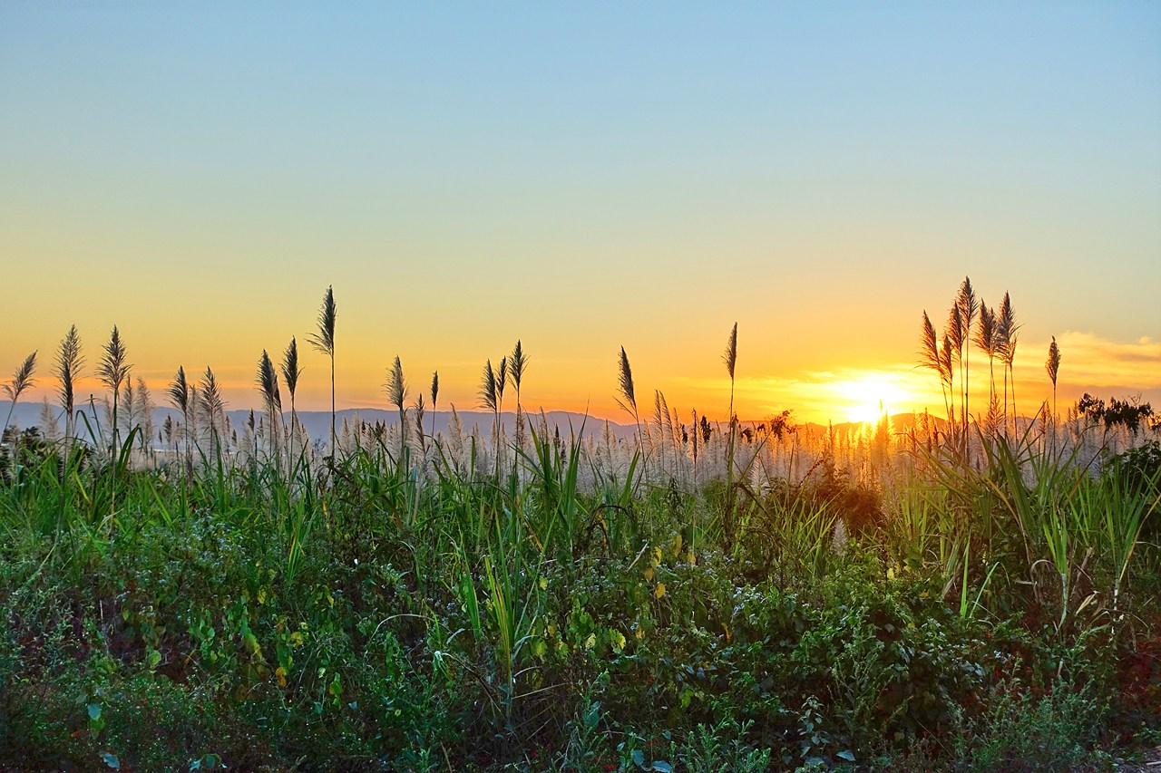 Sunset over sugarcane field