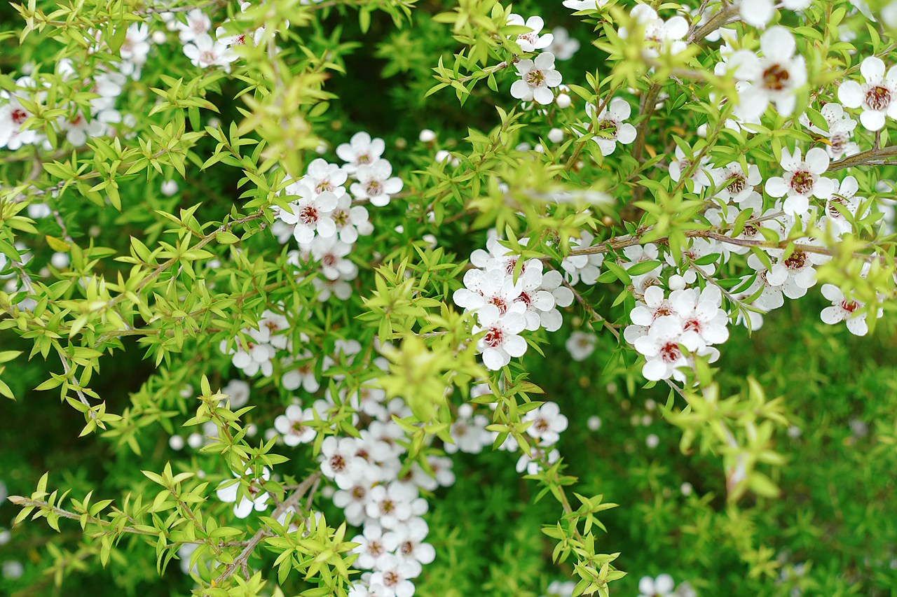 Mānuka flowers