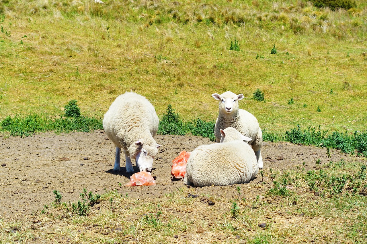 Sheep licking mineral salt blocks