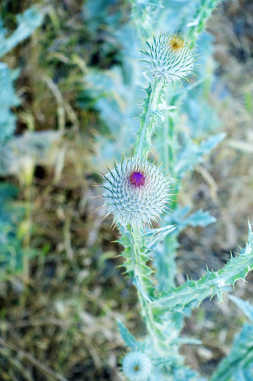 Milk thistle