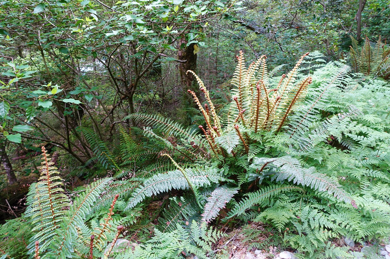 Ferns