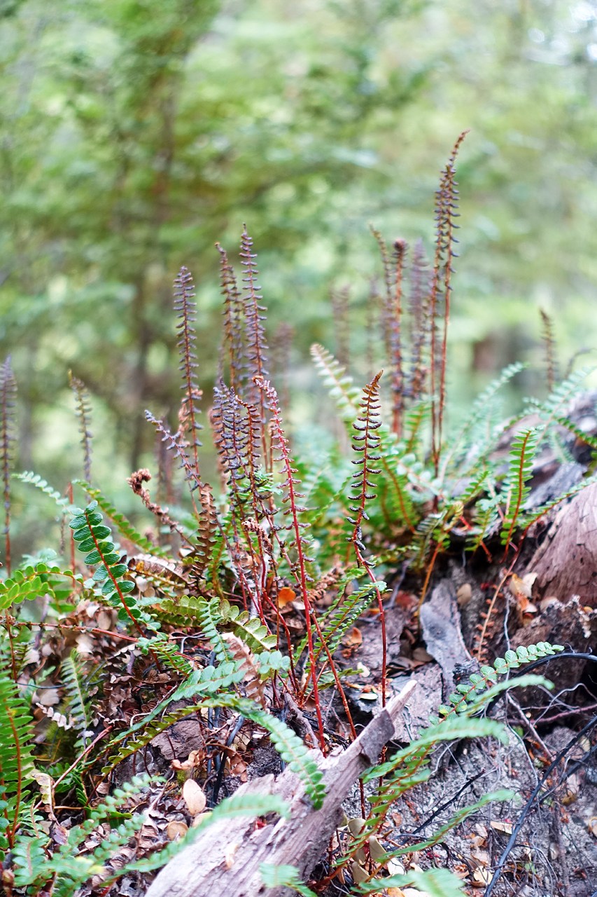 Baby ferns