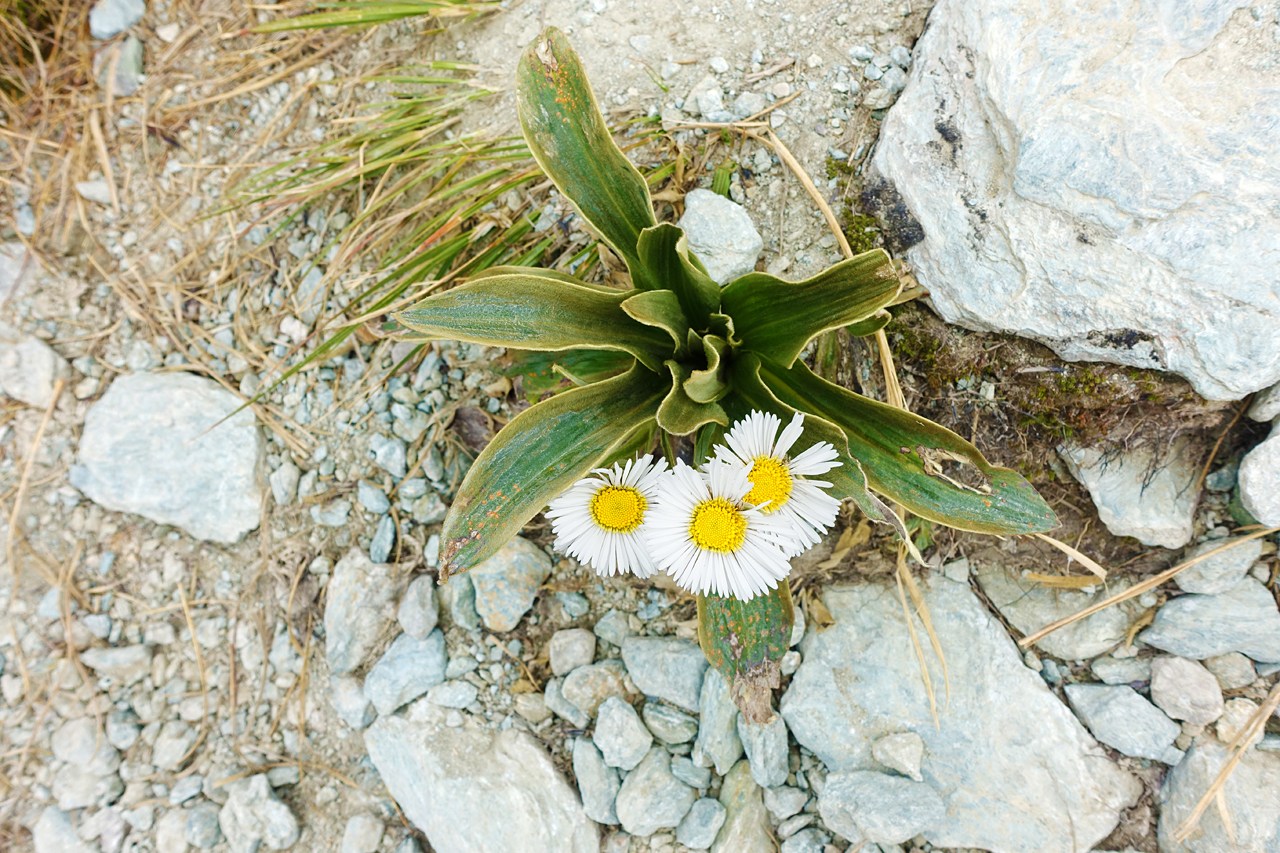 Wild daisies