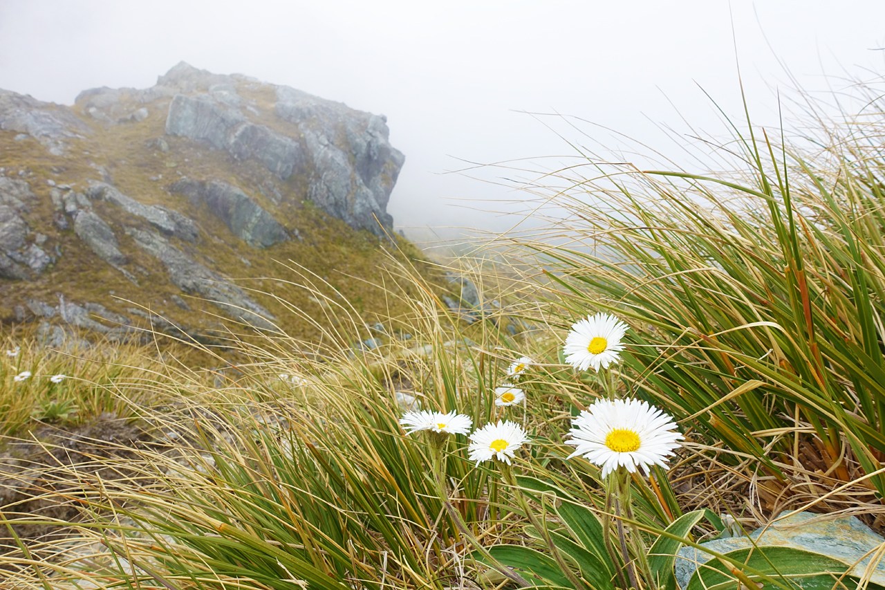 Wild daisies