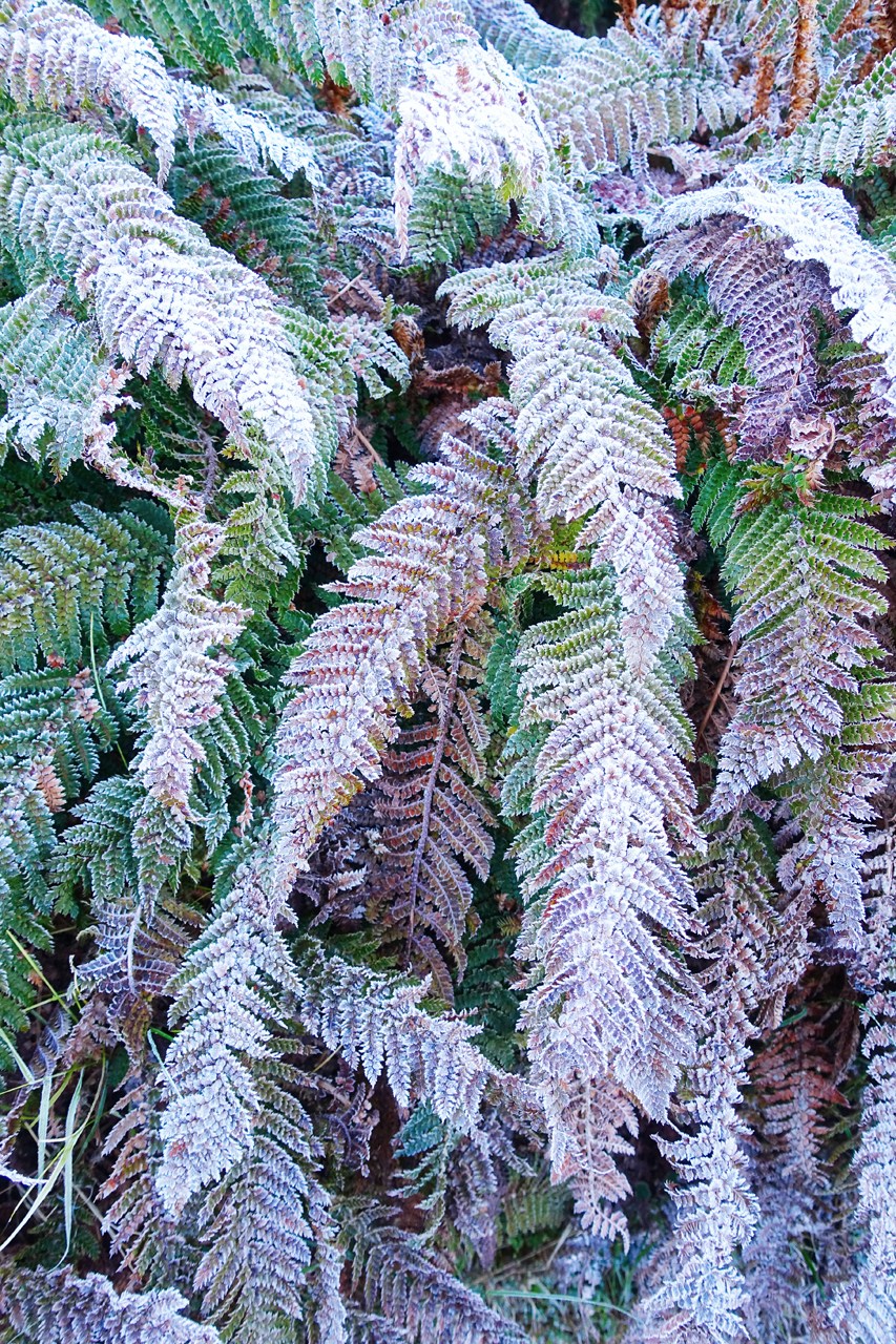 Frosty ferns