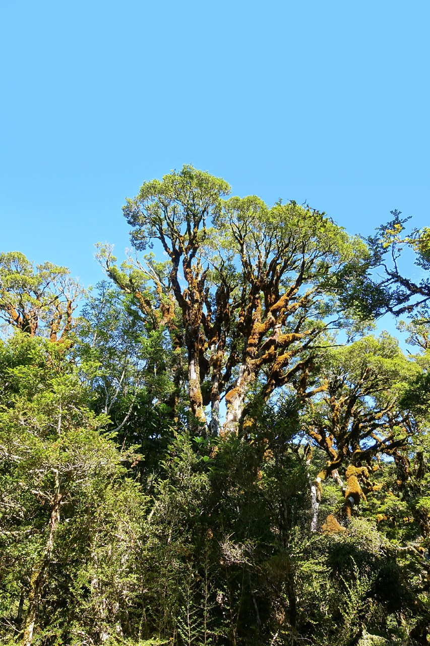 DSC08122A