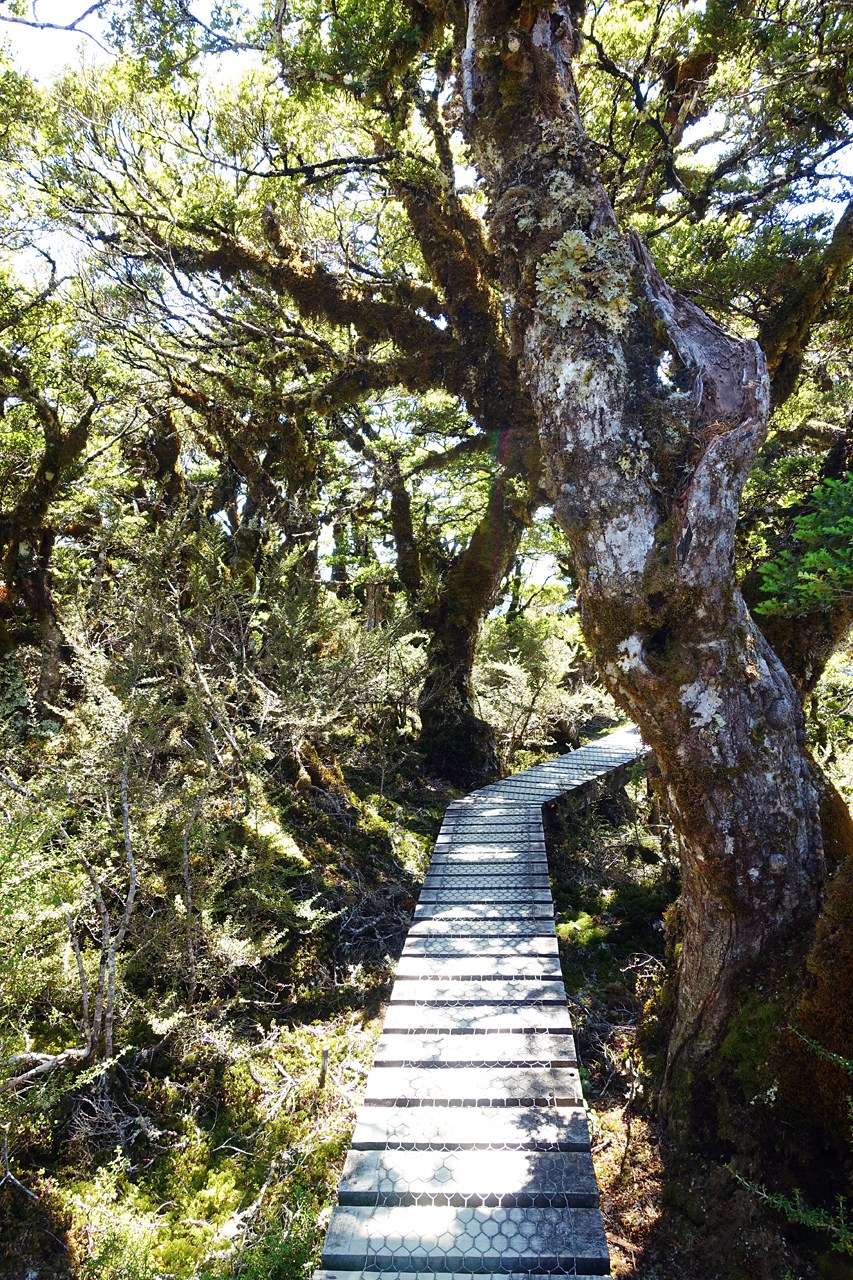 Key Summit Alpine Nature Walk