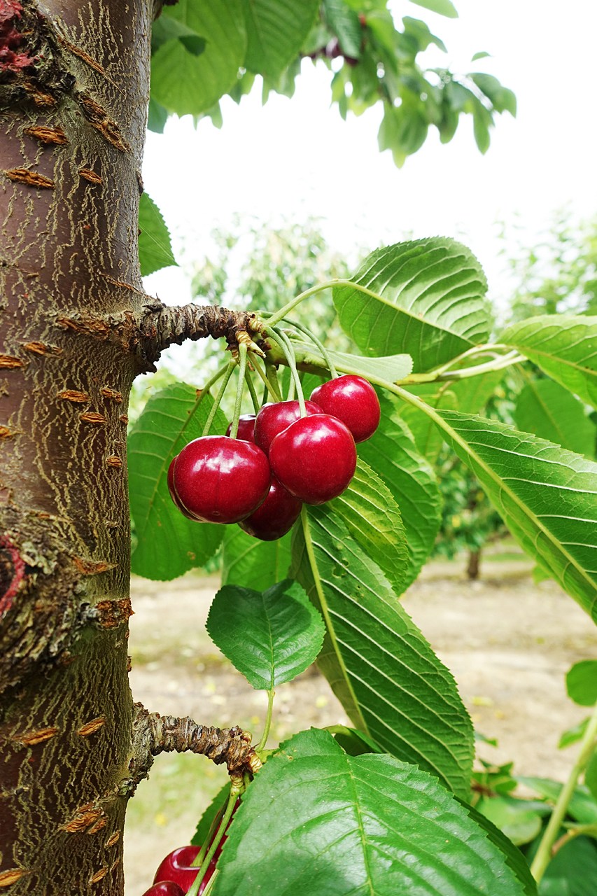 Cheeki Cherries