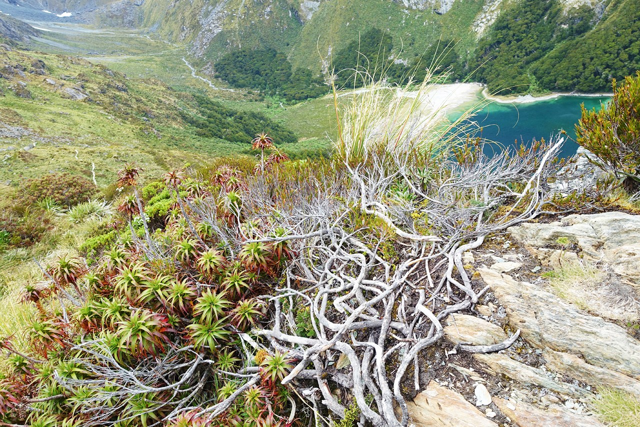 Spreading grass tree