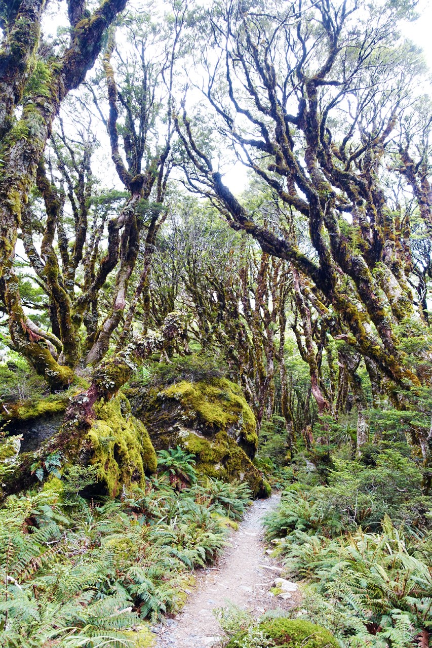 Mossy forest near Lake Mackenzie hut