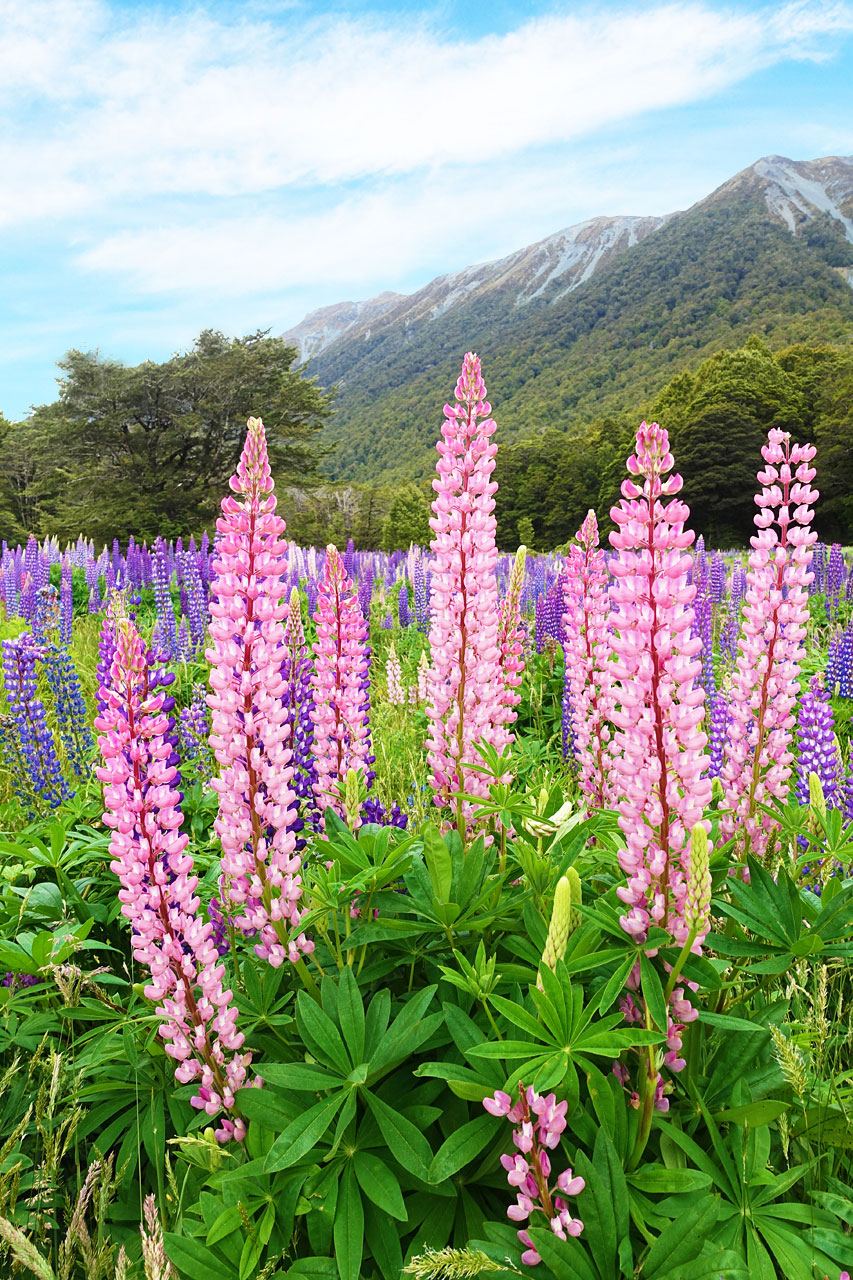 Lupins