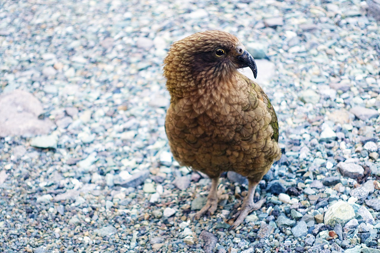 Kea