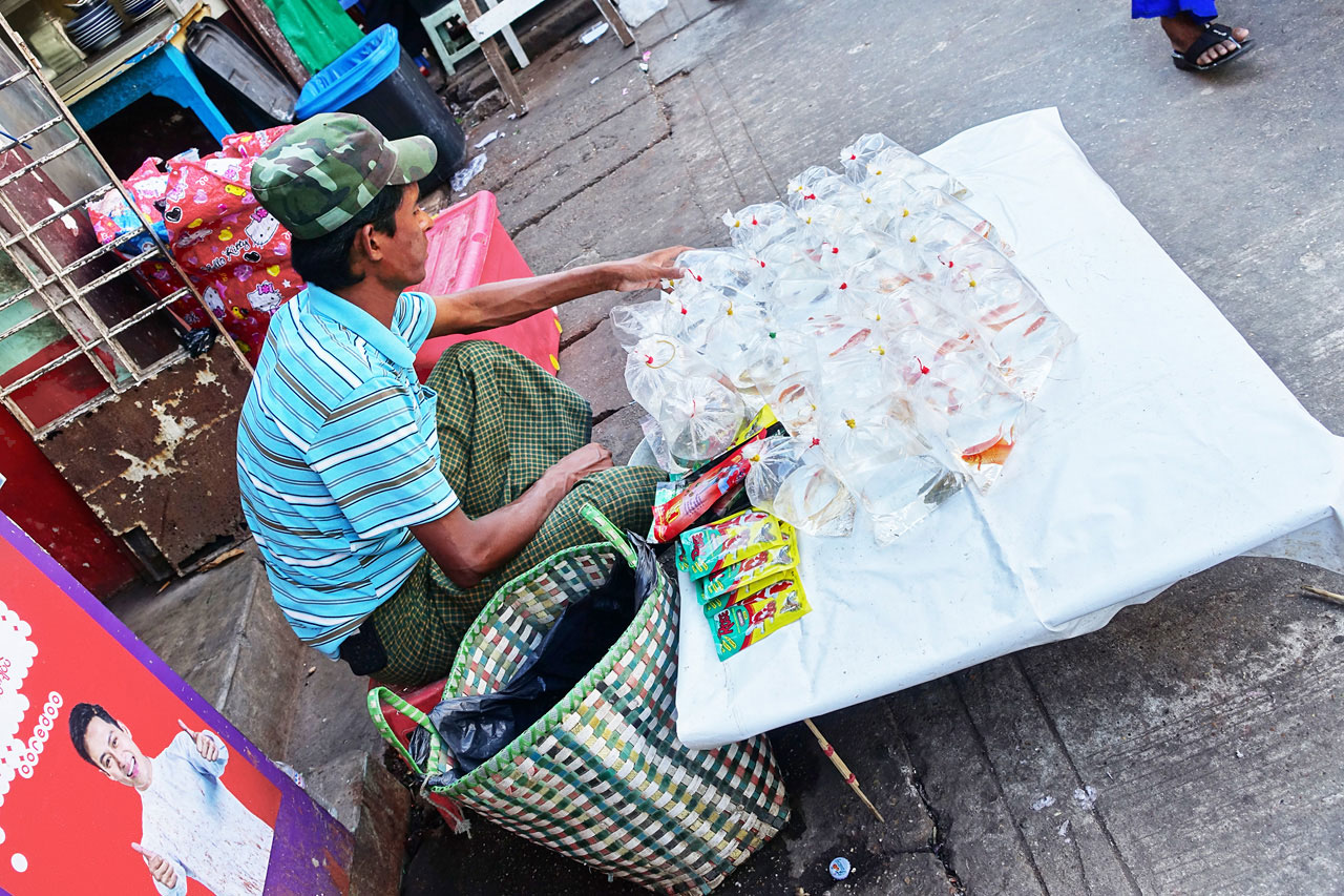 Pet fish vendor