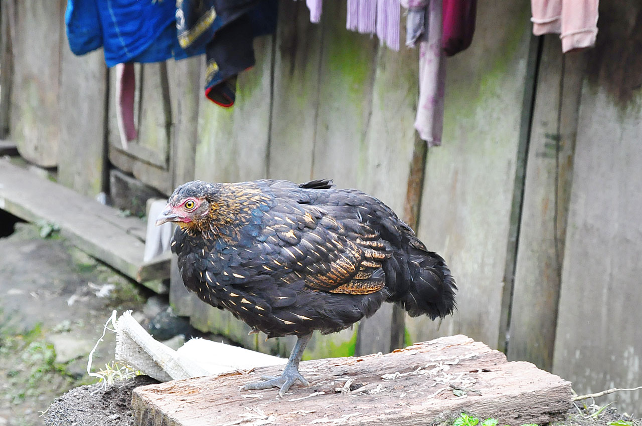Ta Phin Village, Sapa