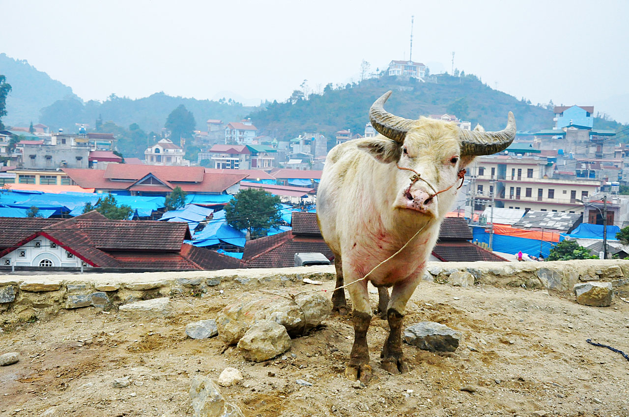 Bac Ha Animal Bazaar