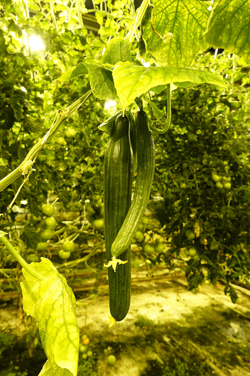 DSC08217