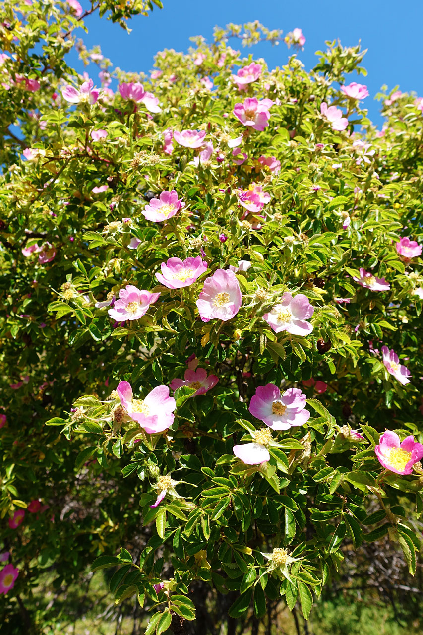 Wild roses