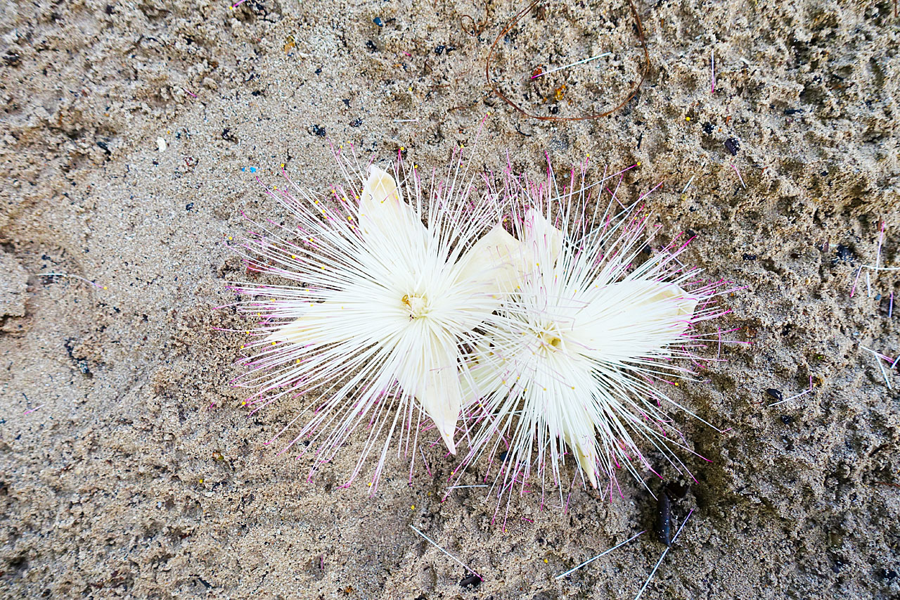 Flowers of Sea Poison Tree