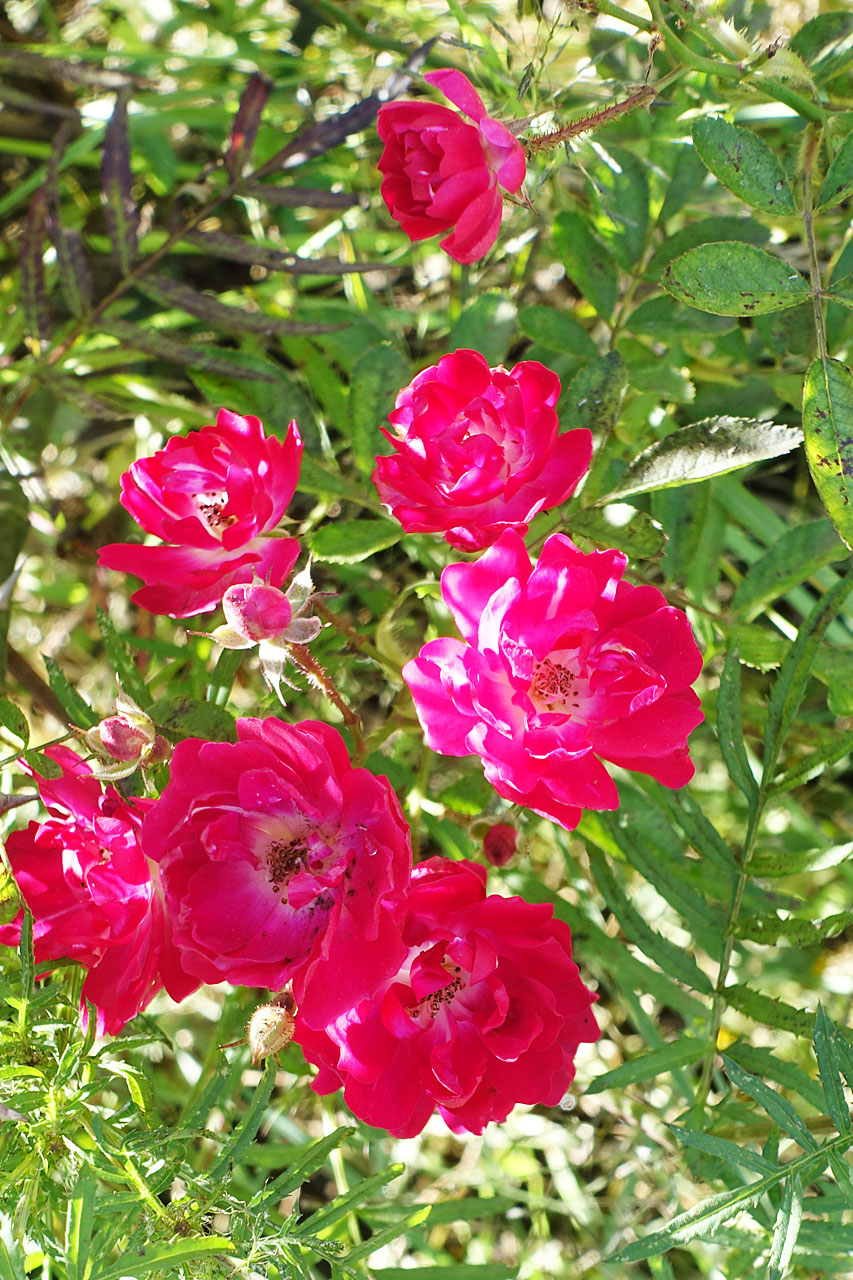 Wild roses