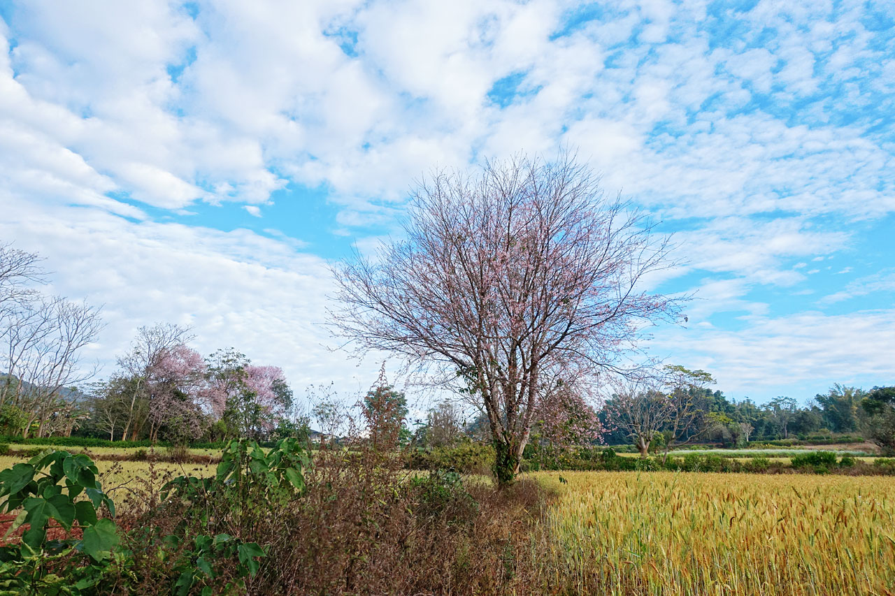Wheat field, cherry blossom